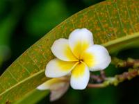 Gelbweiße Frangipani Blüte